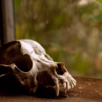 親人離世：生死哲學的五課